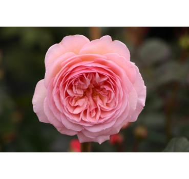 A Shropshire Lad® - Wurzelnackte Rose -A- Qualität