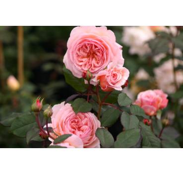 A Shropshire Lad®