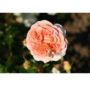 Englische Rosen, Kletterrosen, Beetrosen, Edelrosen, Hochstammrosen und