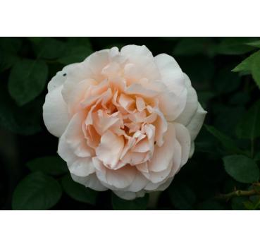 Ambridge Rose®