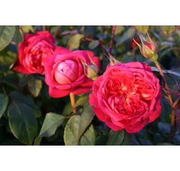 Englische Rosen, Kletterrosen, Beetrosen, Edelrosen, Hochstammrosen und