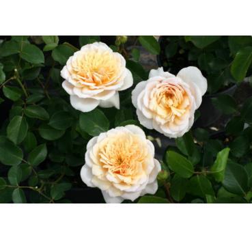 English Garden®
