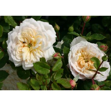 Crocus Rose®
