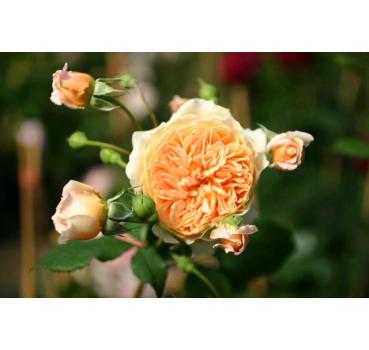 Crown Princess Margareta®