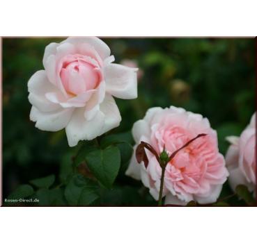 Eglantyne®