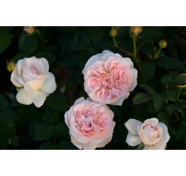 Home&Garden®