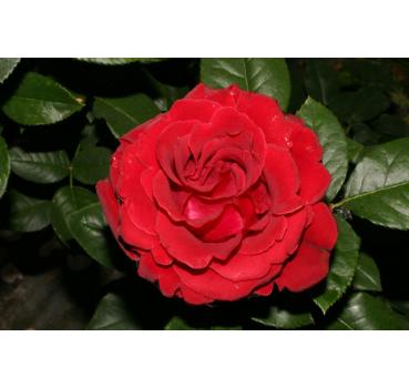 Hommage ® Barbara ®