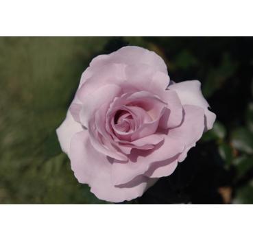 Rose Synactif by Shiseido® - Wurzelnackte Rose -A- Qualität