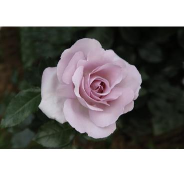 Rose Synactif by Shiseido® - Wurzelnackte Rose -A- Qualität