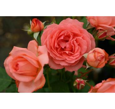 Amelia®Renaissance®