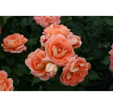 Bonita®Renaissance®