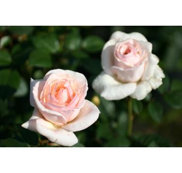 Julia®Renaissance® Phillipa® und andere Rosen kaufen Sie günstig im