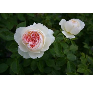 Flora Romantica®