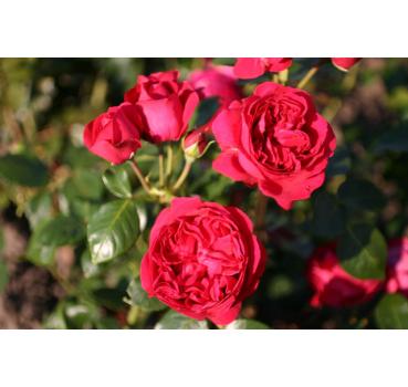 Red Eden Rose®