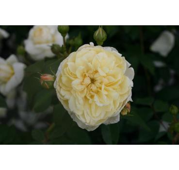 Yellow Romantica®