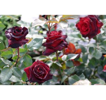 Black Baccara Kaufen Black Baccara Kaufen