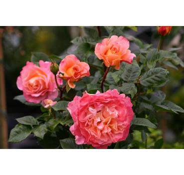 Augusta Luise®