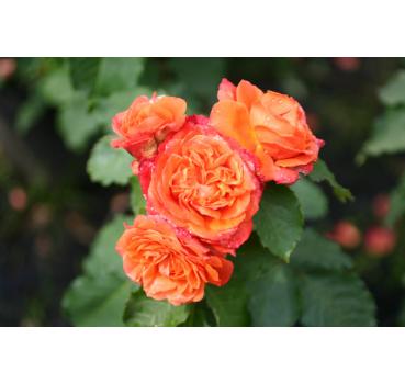 Emilien Guillot® - Container Rose im 5 ltr. Topf