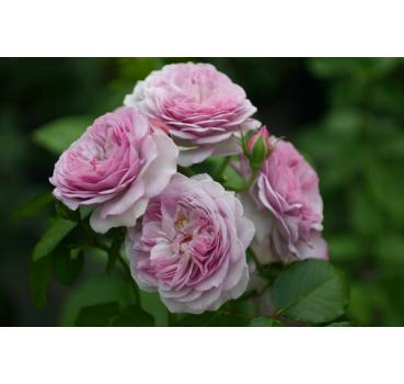Florence Delattre® - Wurzelnackte Rose -A- Qualität