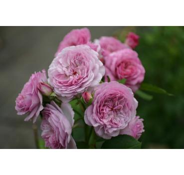 Florence Delattre® - Wurzelnackte Rose -A- Qualität