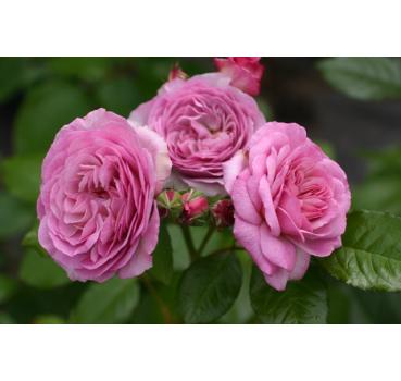 Florence Delattre® - Wurzelnackte Rose -A- Qualität
