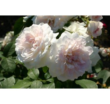 Martine Guillot® - Container Rose im 5 ltr. Topf