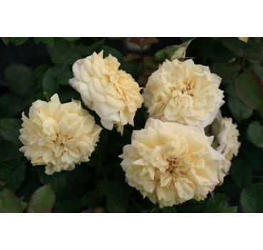 Mme Paule Massad® - Wurzelnackte Rose -A- Qualität