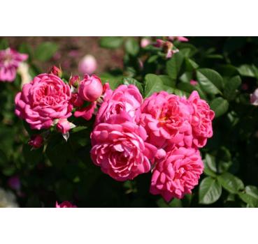 Dan Poncet® - Wurzelnackte Rose -A- Qualität