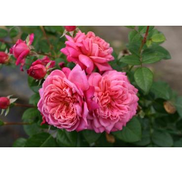 Dan Poncet® - Wurzelnackte Rose -A- Qualität