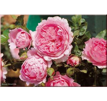 Chantal Mérieux® - Wurzelnackte Rose -A- Qualität