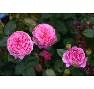 Chantal Mérieux® - Wurzelnackte Rose -A- Qualität