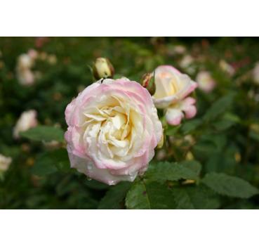 Aurore de Jacques-Marie® - Wurzelnackte Rose -A- Qualität