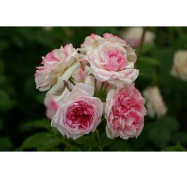 Orsola Spinola® - Wurzelnackte Rose -A- Qualität