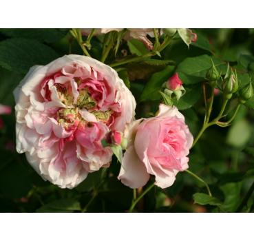 Orsola Spinola® - Wurzelnackte Rose -A- Qualität
