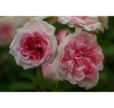 Orsola Spinola® - Wurzelnackte Rose -A- Qualität