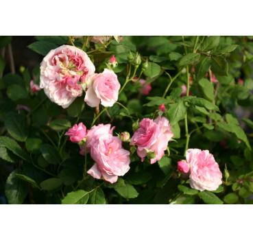 Orsola Spinola® - Wurzelnackte Rose -A- Qualität