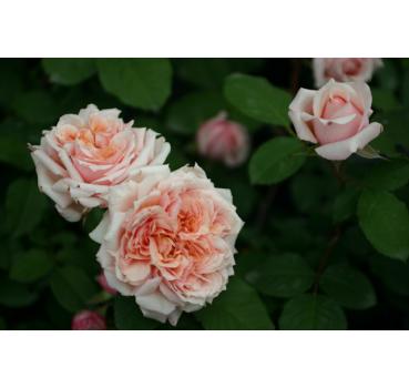 Paul Bocuse® - Wurzelnackte Rose -A- Qualität