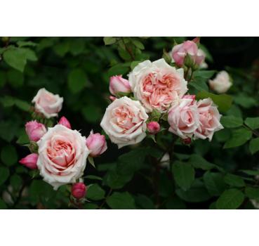 Paul Bocuse® - Wurzelnackte Rose -A- Qualität