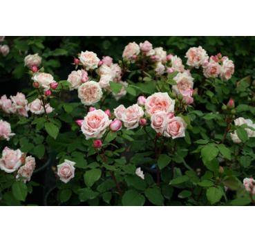 Paul Bocuse® - Wurzelnackte Rose -A- Qualität