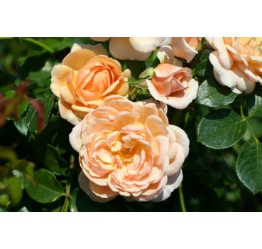 Elizabeth Stuart® - Wurzelnackte Rose -A- Qualität