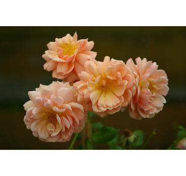 Elizabeth Stuart® - Wurzelnackte Rose -A- Qualität