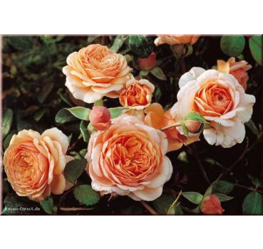 Elizabeth Stuart® - Wurzelnackte Rose -A- Qualität