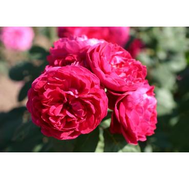 Bicentenaire de Guillot® - Wurzelnackte Rose -A- Qualität