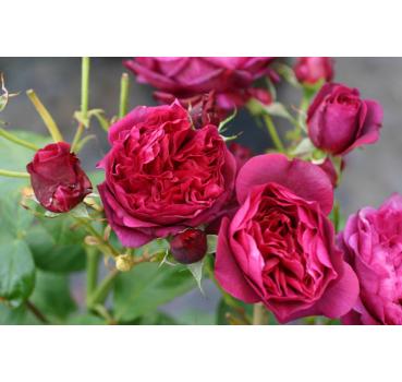 Bicentenaire de Guillot® - Wurzelnackte Rose -A- Qualität