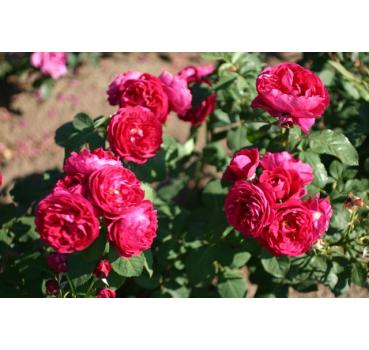 Bicentenaire de Guillot® - Wurzelnackte Rose -A- Qualität
