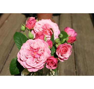 Agnes Schilliger® - Wurzelnackte Rose -A- Qualität