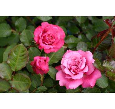 Agnes Schilliger® - Wurzelnackte Rose -A- Qualität