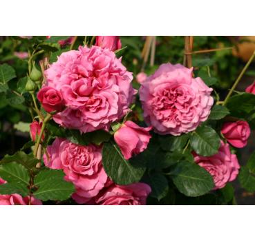 Agnes Schilliger® - Wurzelnackte Rose -A- Qualität