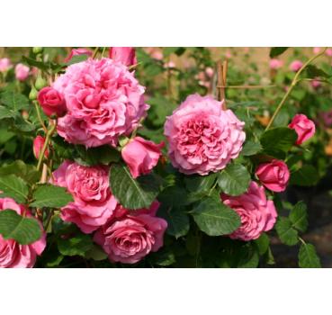 Agnes Schilliger® - Wurzelnackte Rose -A- Qualität