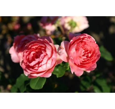 Amandine Chanel® - Wurzelnackte Rose -A- Qualität